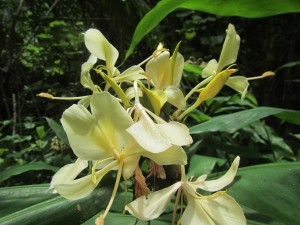 Ginger in Kalalau Valley