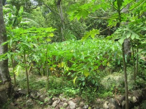 Taro Patch in Kalalau Valley