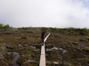 alakai swamp trail