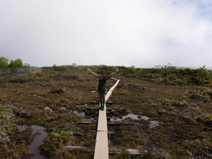 alakai swamp trail