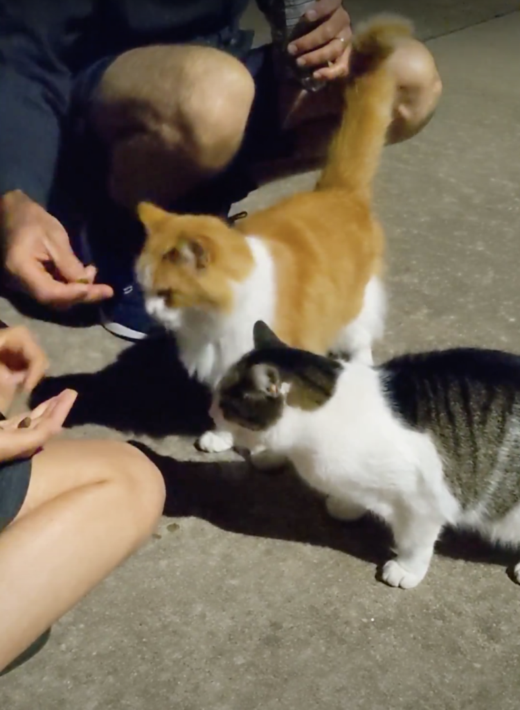 Cat Friends - Fluffy and Beaker